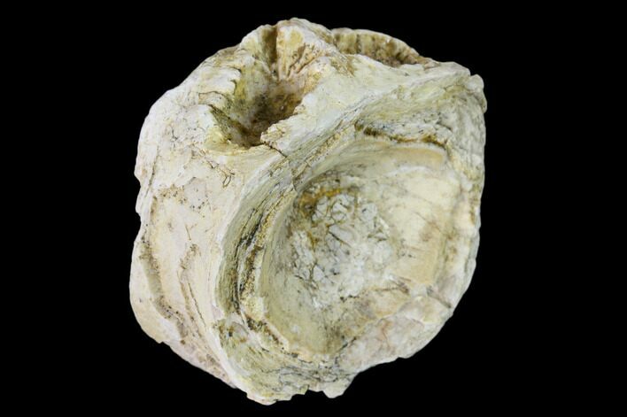 Fossil Xiphactinus (Cretaceous Fish) Vertebra - Kansas #139301